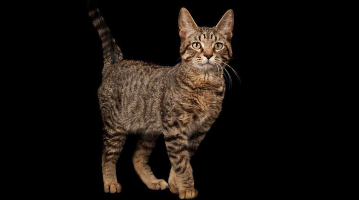 Antik DNA’ya göre kediler evcilleşmeye 'kendileri karar verdi'