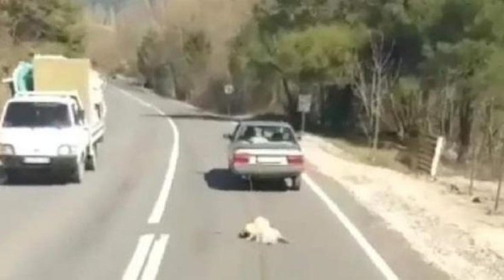 Aracın arkasına bağladığı köpeği kilometrelerce sürükleyen kişi serbest bırakıldı