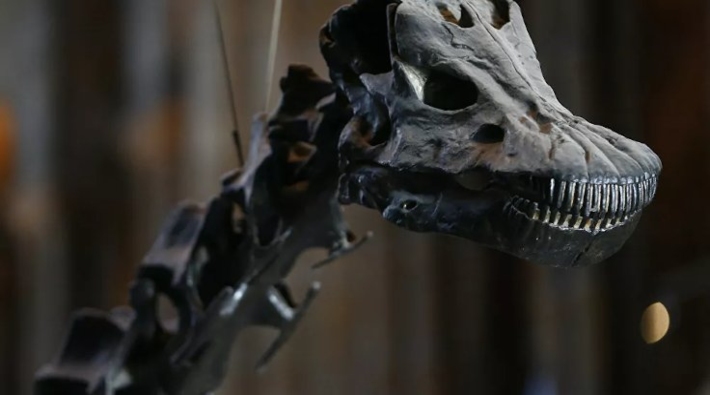 Arjantin'de 70 milyon yıl önce yaşadığı düşünülen dinozor fosili bulundu