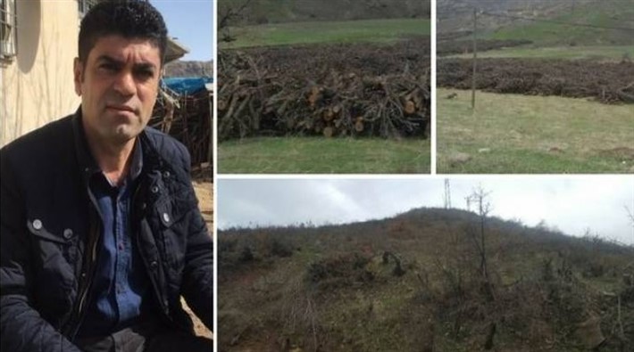 Asker talimatıyla binlerce meyve ağacı kesildi!