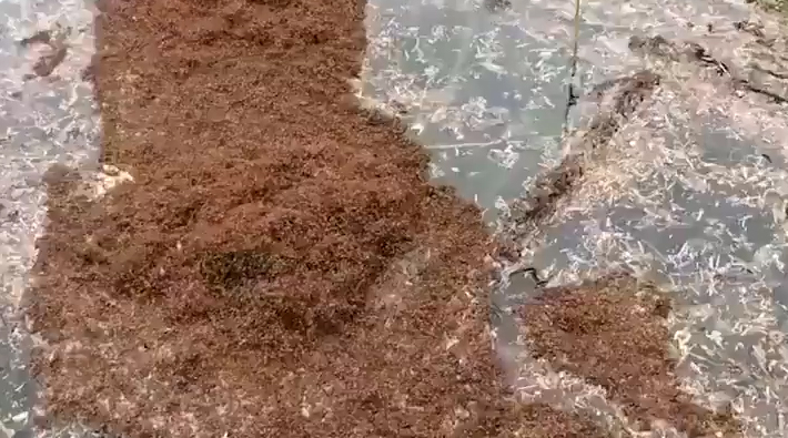 Ateş karıncaları sel sularından kurtulmak için birbirine yapışarak sal oluşturdu