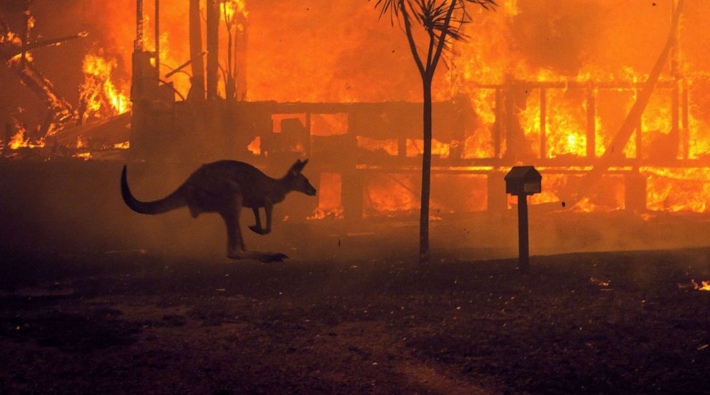 Avustralya'da son 2 yılda yaşanan dev yangınlar 3 milyar hayvanı etkiledi
