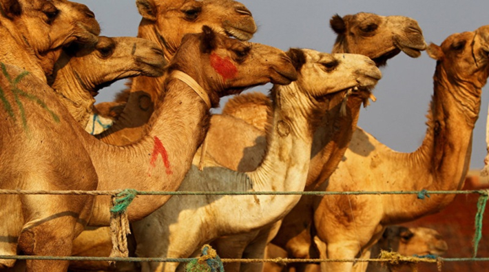 Avustralya'da su bulmak için yerleşim yerlerine giden binlerce deve katlediliyor