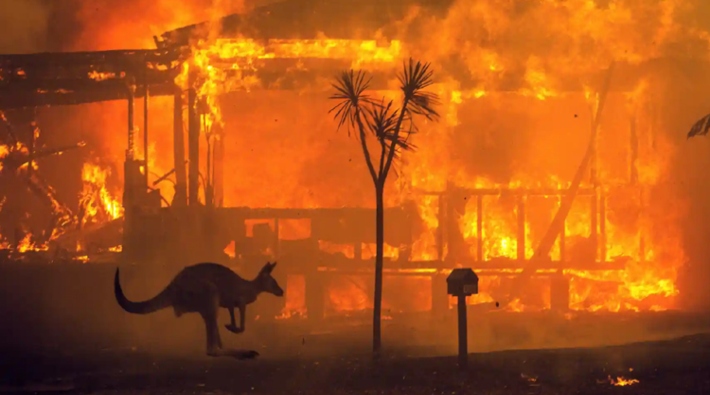 Avustralya'daki yangınlarda ormanların yüzde 21'i yok oldu!