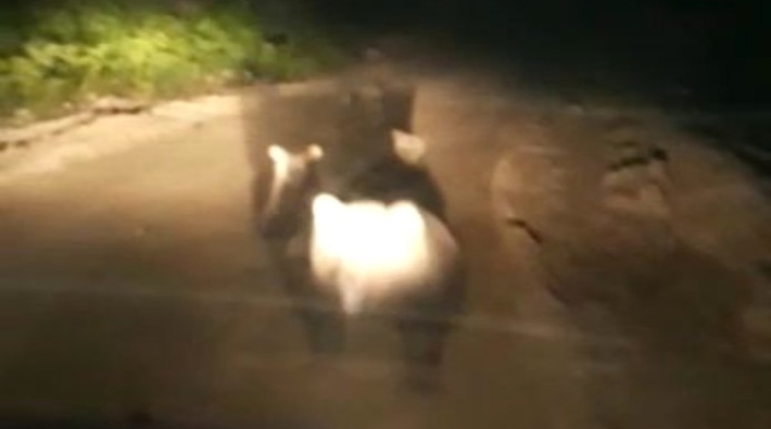 Bartın'da bir ayı, yavrularının üzerine gelen araca saldırdı
