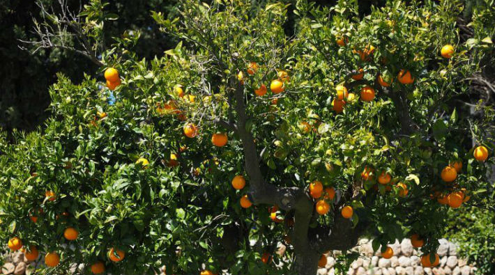 Bahçeden portakal aldıkları için şikayetçi olunan işçiler 20 gündür gözaltında