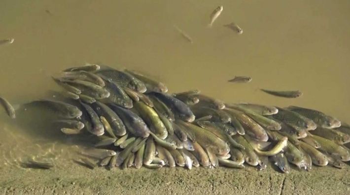 Yeşilırmak Nehri'nde ölen balıklar kıyıya vurdu