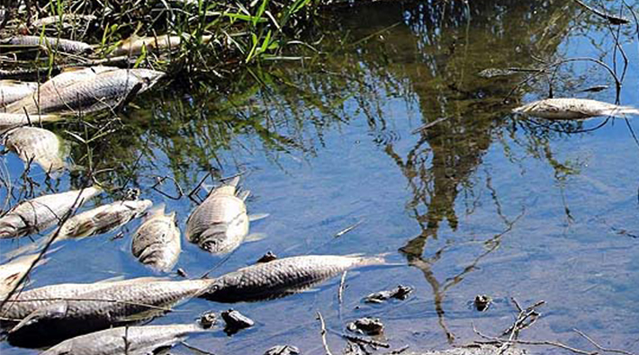 Toplu balık ölümleri yine yaşandı: 'Rutin inceleme yapılmalı'