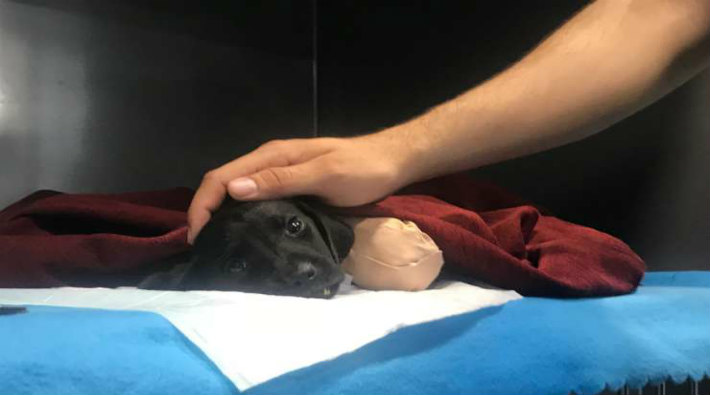 Bacakları kesilmiş halde bulunan yavru köpek kurtarılamadı
