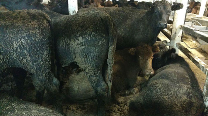 AKP’nin ucuz et politikası: Hayvanlar dışkıya bulanmış şekilde taşınıyor
