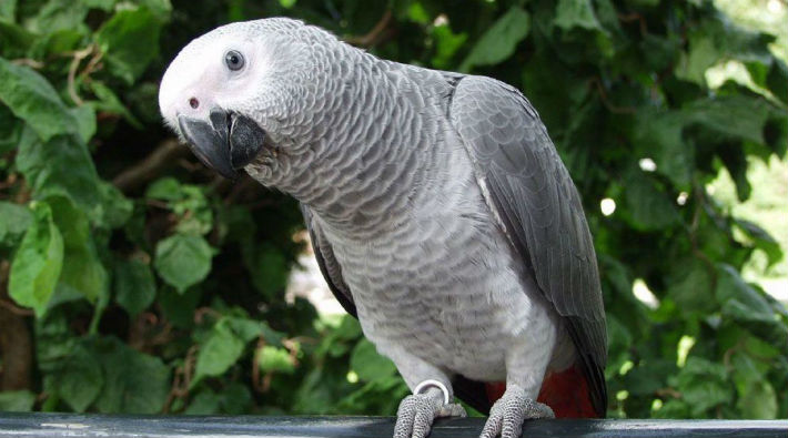 Papağan’ın ‘görgü tanığı’ olduğu cinayette karar çıktı