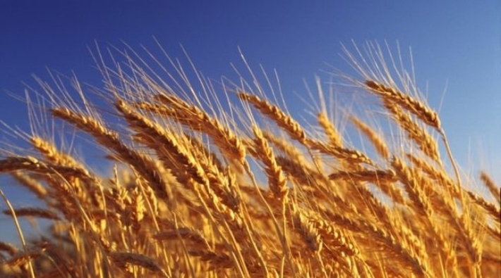 Türkiye'de buğday ekim alanı yüzde 23 azaldı