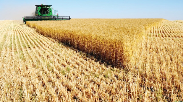 Buğday ekim alanı daralıyor, ithalat artıyor