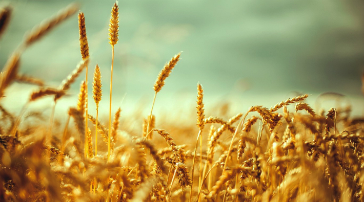 Türkiye AB'den 230 bin ton buğday ithal edecek