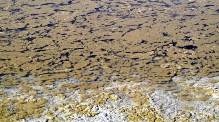 Burdur Gölü'nde alg patlaması: Dikkuyruk ördekleri gölü terk etti