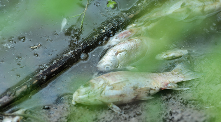 Bursa’da fabrikanın denize atık dökmesi sonucu toplu balık ölümleri yaşanıyor