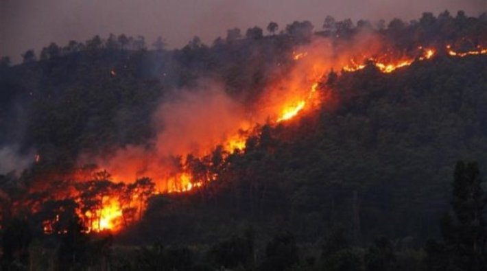 Bursa'da ormanlık alanda yangın