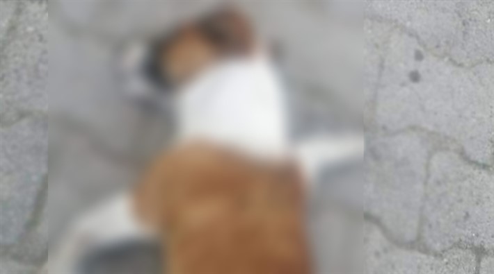 Çanakkale'de 20 köpeği zehirleyerek öldürdüler!