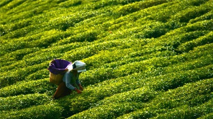 Çay üreticilerinin seyahat izinleri için genelge