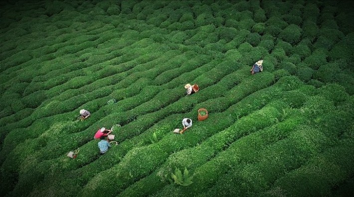 CHP'den yeni Çay Kanunu teklifi: 'Çiftçiler geçinemiyor'