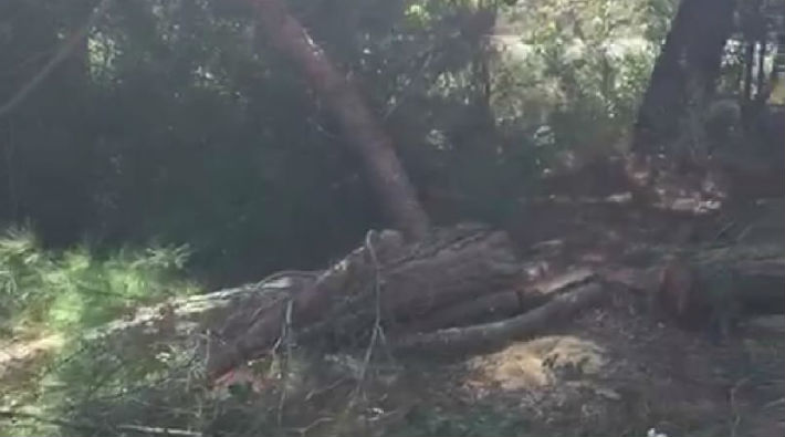 Çekmeköy'de katliam sürüyor: İkinci 'operasyon'da da 100'e yakın ağaç kesildi!