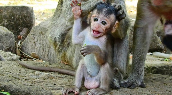 ÇEVİRİ | Maymunlarda mizah var mıdır?