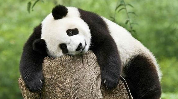 Çin aralarında gelişen iyi bağlardan dolayı Japonya'ya panda kiralayacak