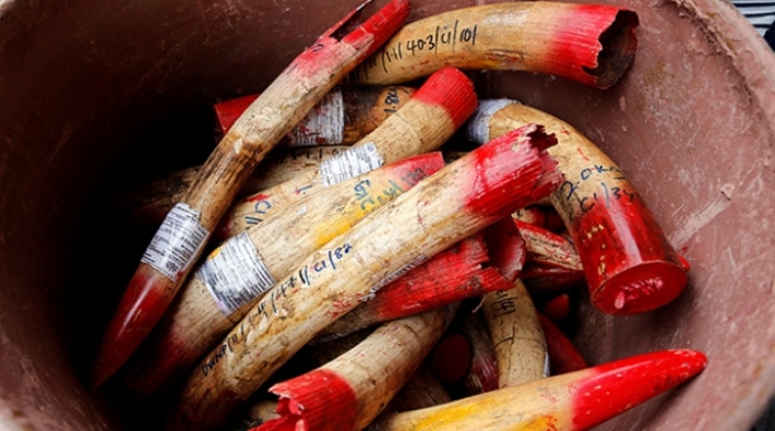 Çin'de 7 tondan fazla fil dişi ele geçirildi