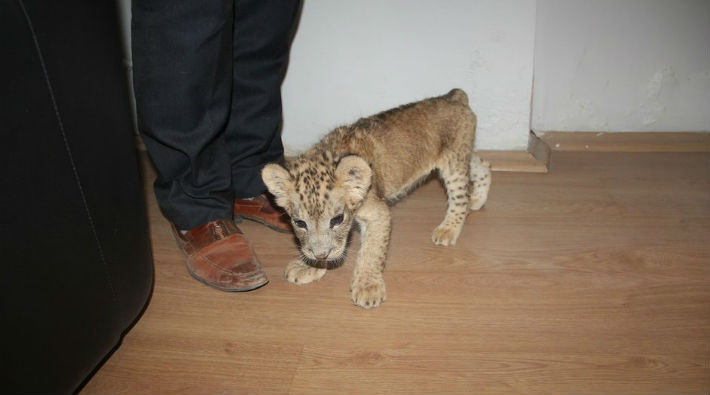 Cizre'de bir araçta bulunan yavru aslan Gaziantep Hayvanat Bahçesi'ne nakledildi