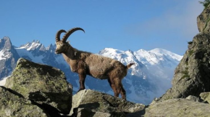 Tarım ve Orman Bakanlığı bu defa Erzincan'daki 10 dağ keçisinin öldürülmesi için ihale açtı