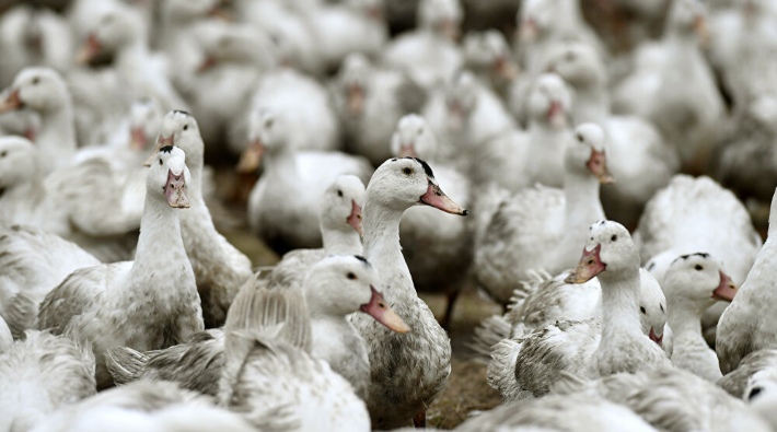 Danimarka'da 19 bin ördek ve kaz kuş gribi sebebiyle itlaf edilecek