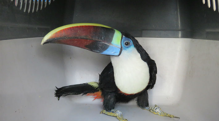 Güney Amerikalı tropikal kuş Erzincan'da bulundu