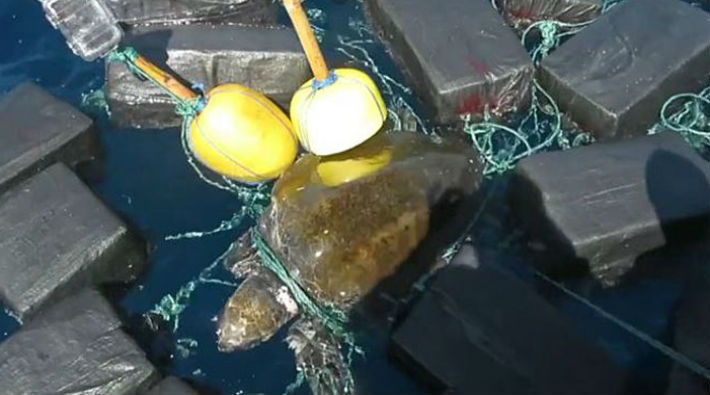 Deniz kaplumbağası 53 milyon dolar değerinde kokainle 'yakalandı'