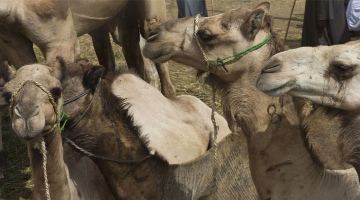 Kenya'da yüzlerce deve, MERS virüsü yüzünden yaşamını yitirdi 