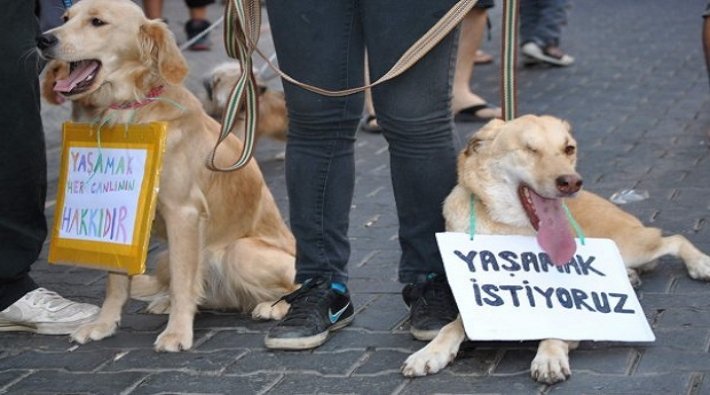 Diyarbakır'da yavru köpek yakılmış halde bulundu