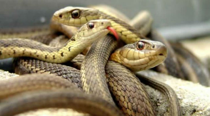 Dünya Sağlık Örgütü'nden 'yılan' açıklaması
