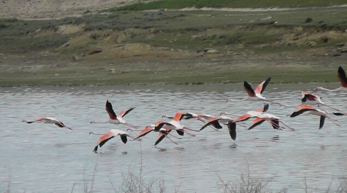 Düden Gölü'nde kuraklık: Flamingoların yaşam alanı daraldı