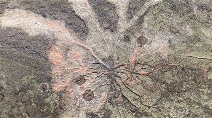 Dünyanın en eski ağaç fosilleri New York'ta bulundu