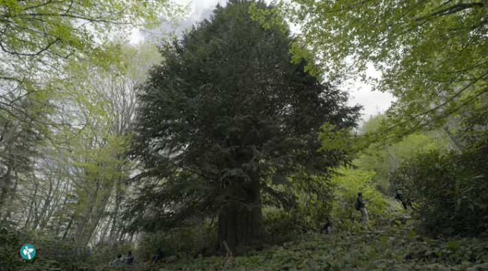 Dünya'da hala yaşayan en yaşlı 12 ağaç