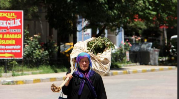 ‘Bu fidana çocuk gibi baktım’: Kesilen dut ağacını omuzlayan kadın belediyeden hesap sordu
