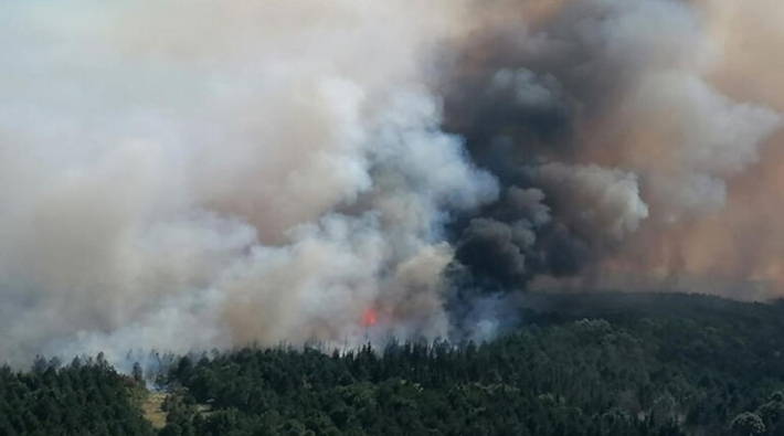 Edirne'de ormanlık alanda yangın