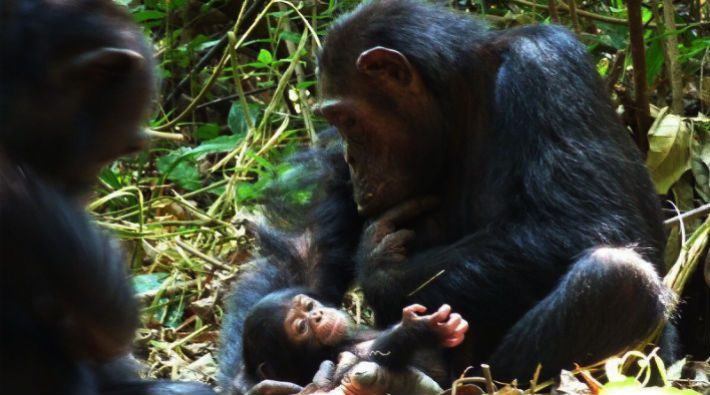 Erkek şempanze yeni doğan yavruyu yedi