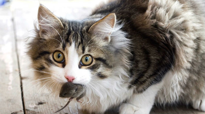 Evde Kedi Beslemek 63 Hayvanın Neslini Tüketti