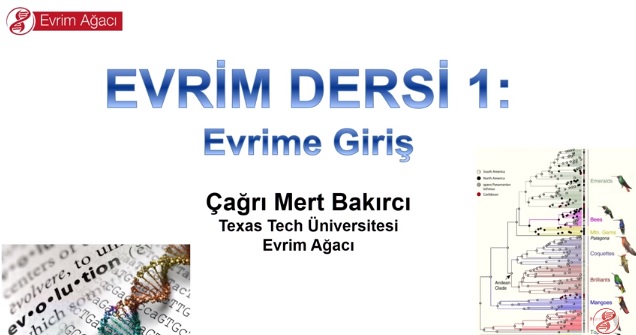 Evrim Ağacı evrim derslerine başlıyor