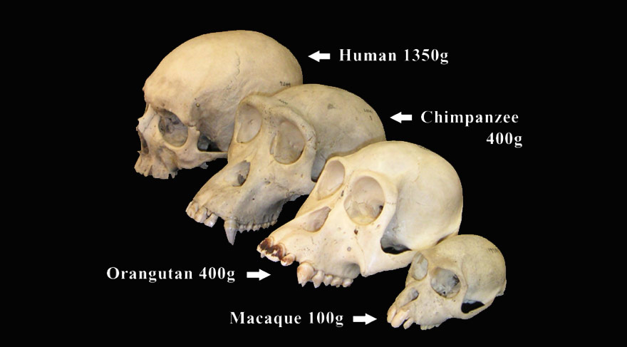 Bilim insanları tartışıyor: Modern Primatların büyük beyinleri nasıl gelişti?