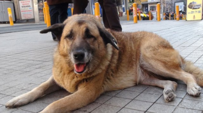 'Eylem' köpek hayatını kaybetti