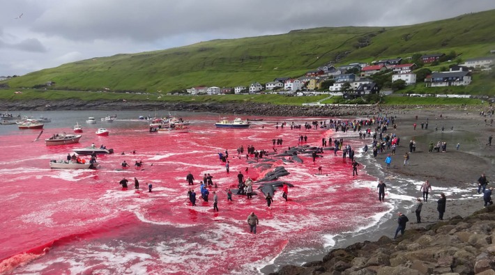 Faroe Adaları'nda 1400'den fazla yunus bıçaklanarak öldürüldü