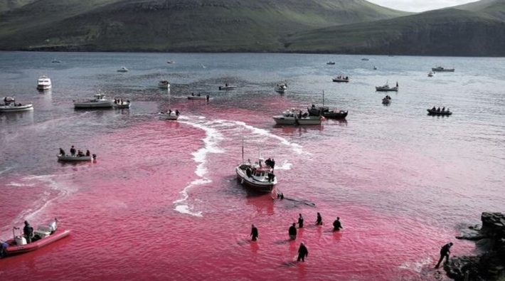 Faroe Adaları'nda hayvan katliamı: Avcılar 252 balina ve 35 yunusu katletti