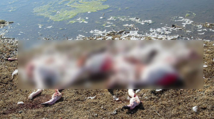 Konya'da flamingo katliamı: 'Boğazlarını kesmişler'