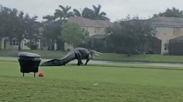 Florida'da kameraya kaydedilen devasa timsah hayret ettirdi